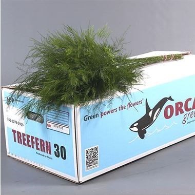 Asparagus Treefern