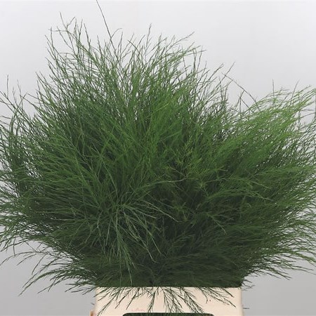 Asparagus Treefern