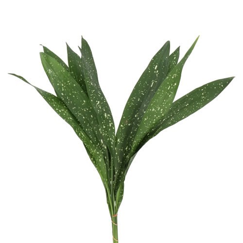Aspidistra Milky Way