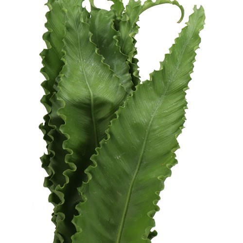 Asplenium Osaka