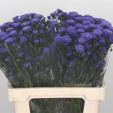 Aster Astee Dark Lilac