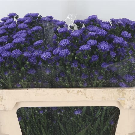 Aster Astee Dark Lilac