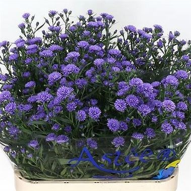 Aster Astee Dark Lilac