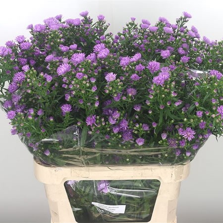 Aster Astee Karmijn (Extra)