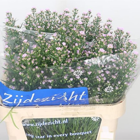 Aster Astee Pale Pink Pearl