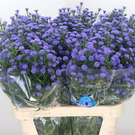Aster Astee Parade