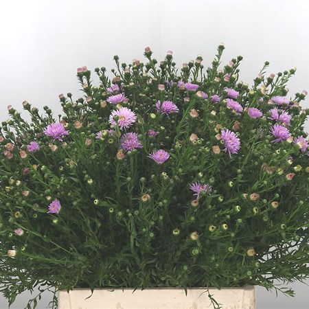 Aster Autumn