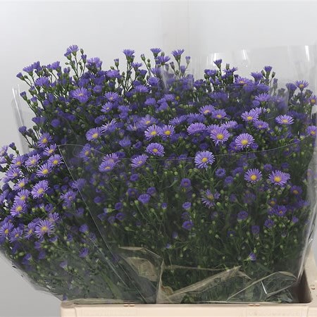 Aster Casamare