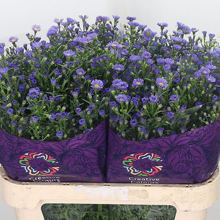 Aster Casamare