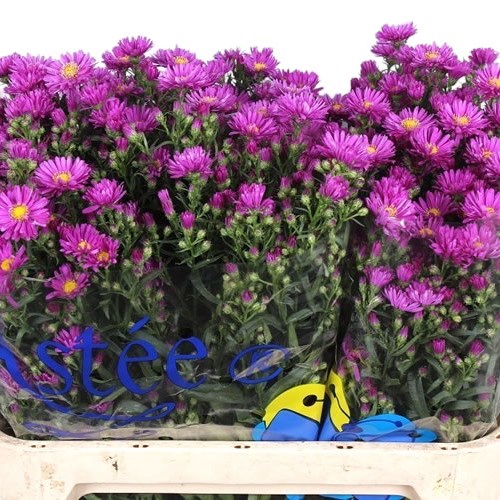 Aster Casarosa