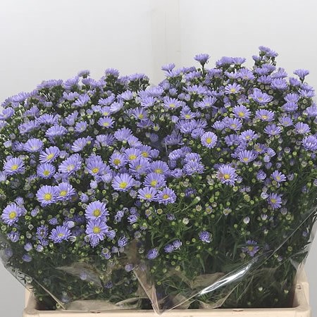 Aster Cassandra