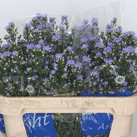 Aster Cassandra