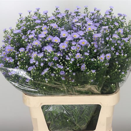 Aster Cassandra