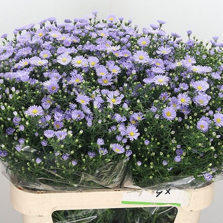 Aster Cassandra