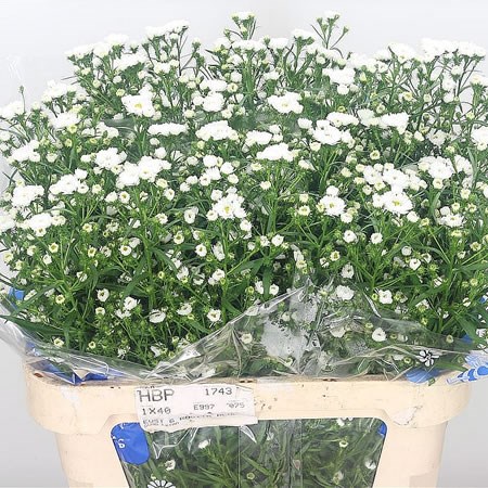 Aster Cassy