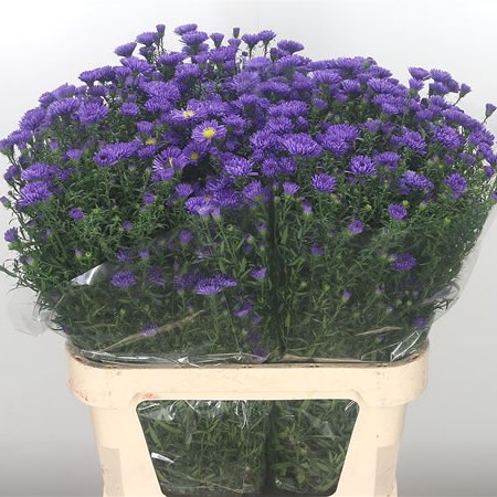 Aster Cecilia