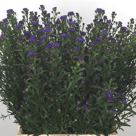 Aster Chanel Purple