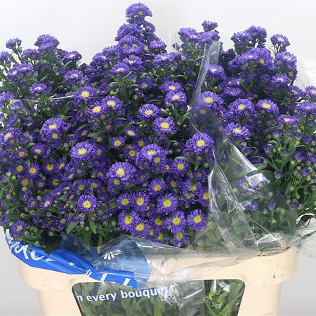 Aster Chanel Purple