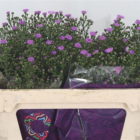 Aster Cirina