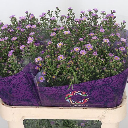 Aster Cirina