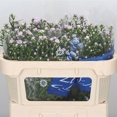 Aster Claudia