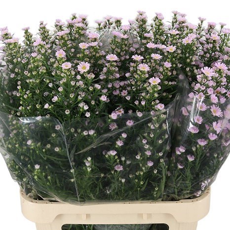 Aster Claudia
