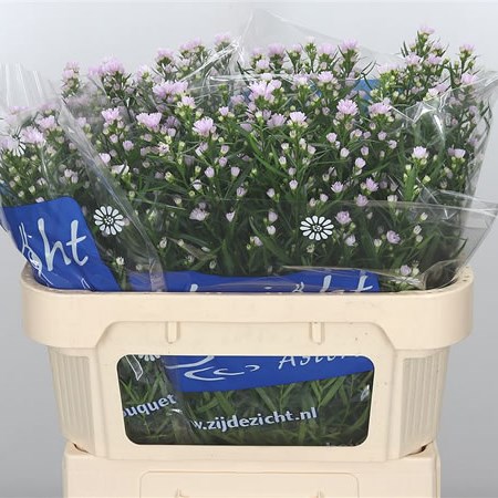 Aster Claudia