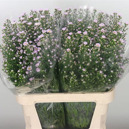 Aster Claudia