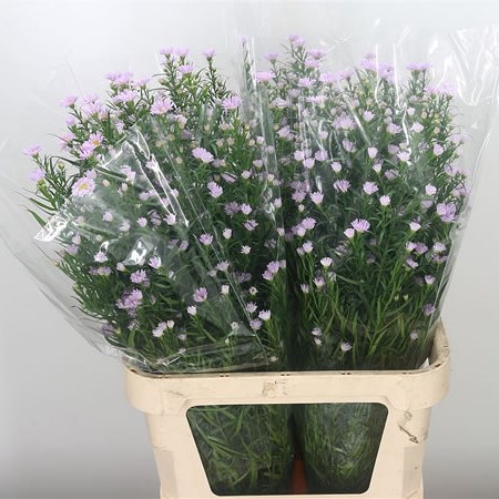 Aster Claudia