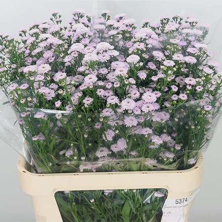 Aster Claudia (Extra)