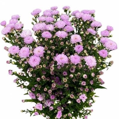 Aster Double Date Pink