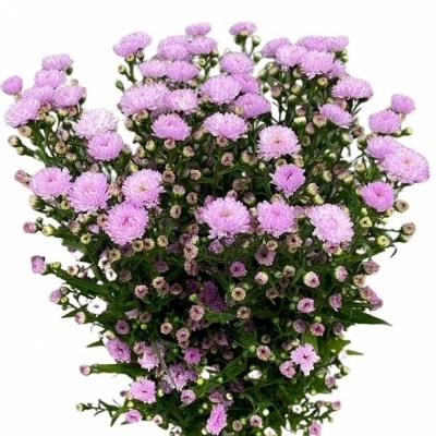 Aster Double Date Pink