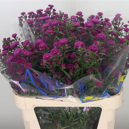Aster Flash