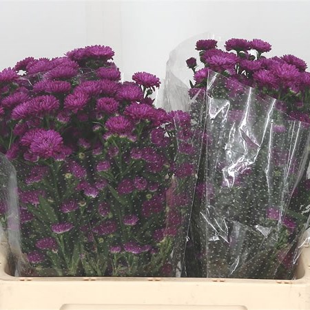 Aster Flash Red