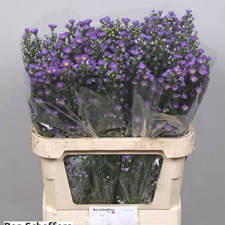 Aster Laura