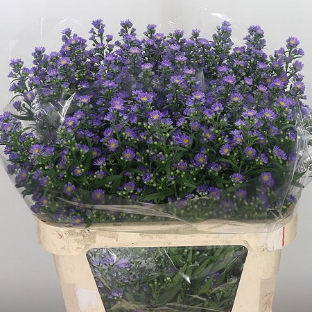 Aster Laura
