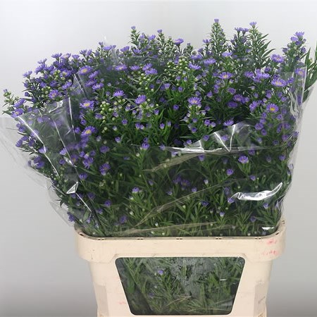 Aster Laura