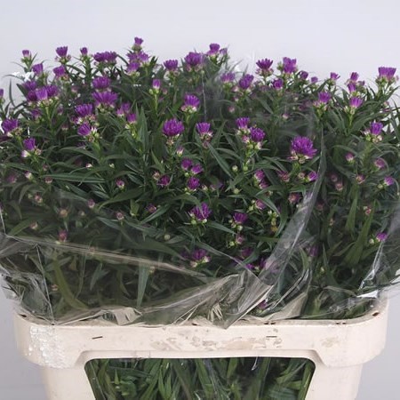 Aster Lesley