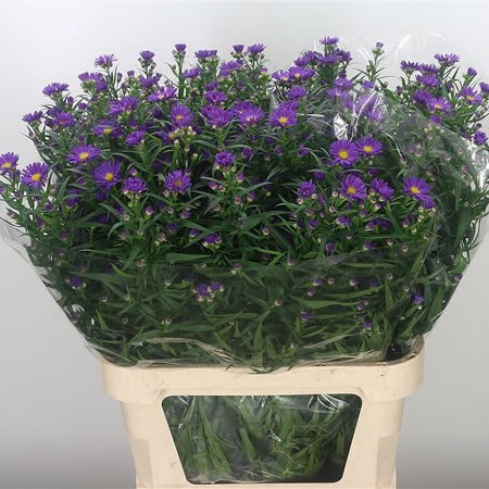 Aster Lesley