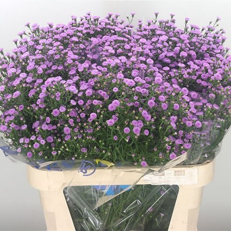 Aster Mini Baby Pink