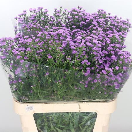 Aster Mini Baby Pink 85cm Wholesale Dutch Flowers Florist Supplies UK