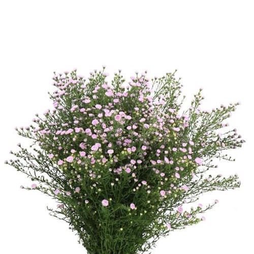 Aster Mini Baby Pink Pearl