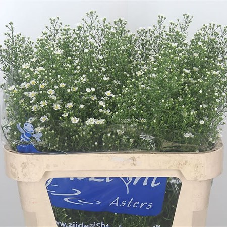 Aster Monte Casino