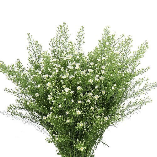 Aster Monte Casino Improved