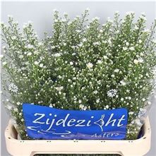Aster Monte Cassino