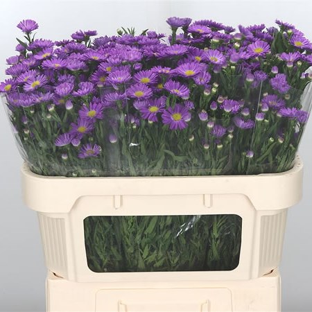 Aster Noya