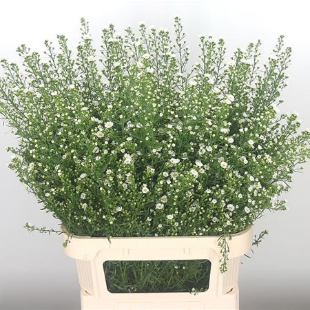 Aster Paquita