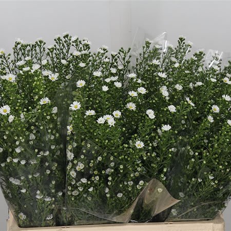 Aster Paquita