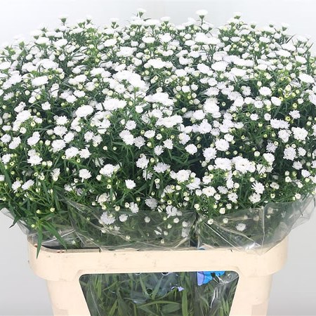 Aster Pretty Wendy