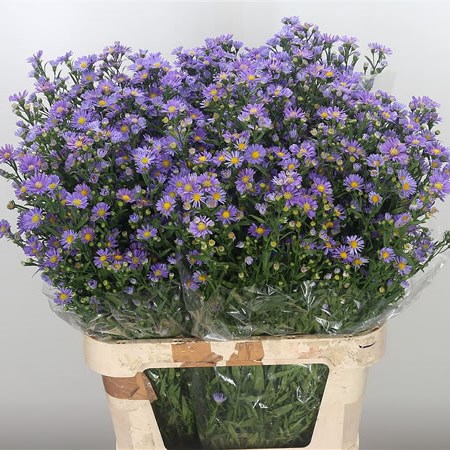 Aster Purple Monarch
